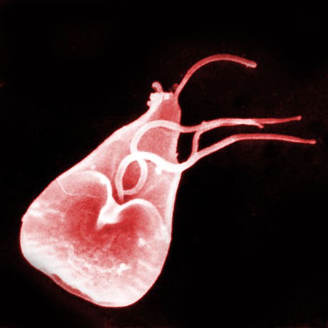 Giardia lamblia Giardia lamblia