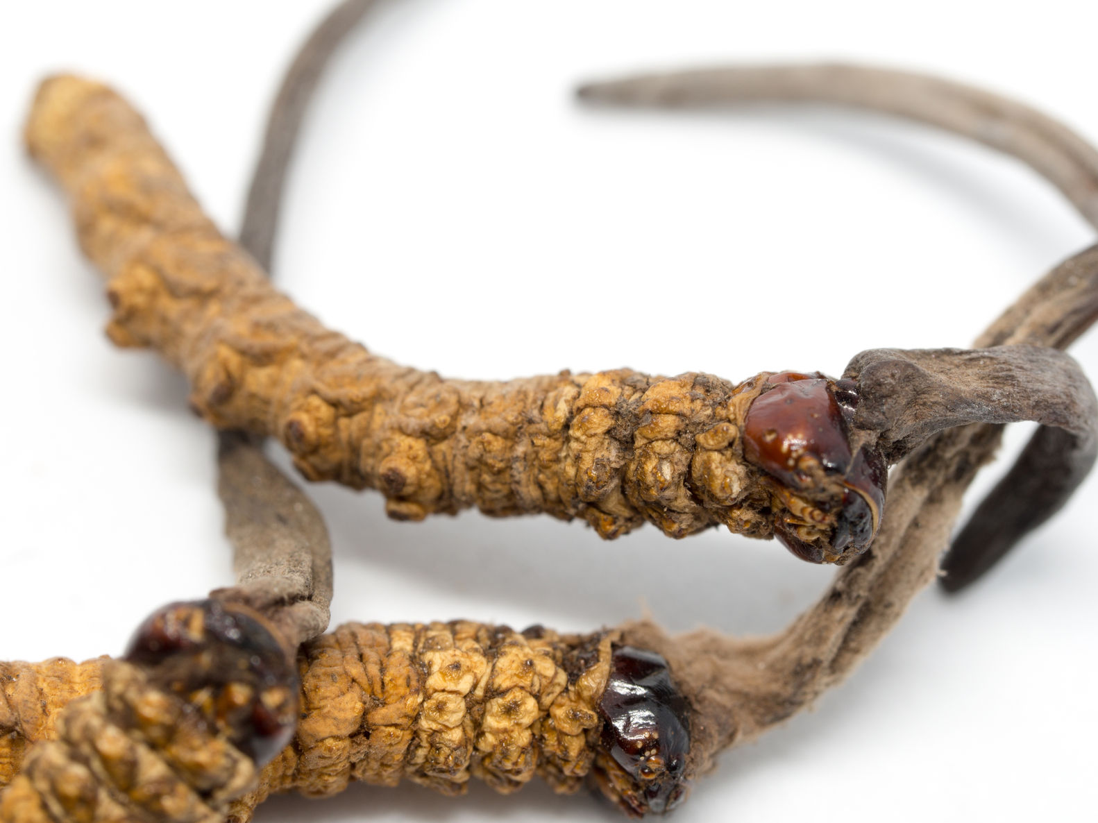 cordyceps-2.jpg